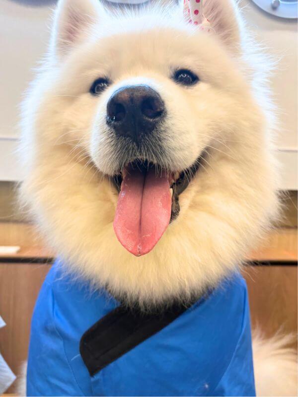 Let the Samoyed's smile soothe your soul