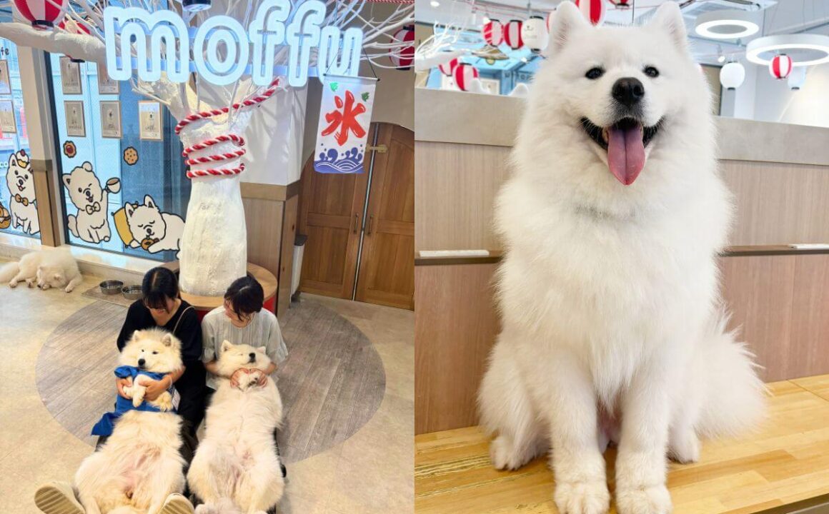 Review of “Samoyed Cafe moffu, Osaka Shinsaibashi”