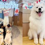 Review of “Samoyed Cafe moffu, Osaka Shinsaibashi”