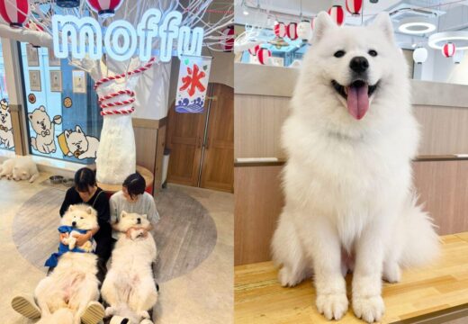 Review of “Samoyed Cafe moffu, Osaka Shinsaibashi”